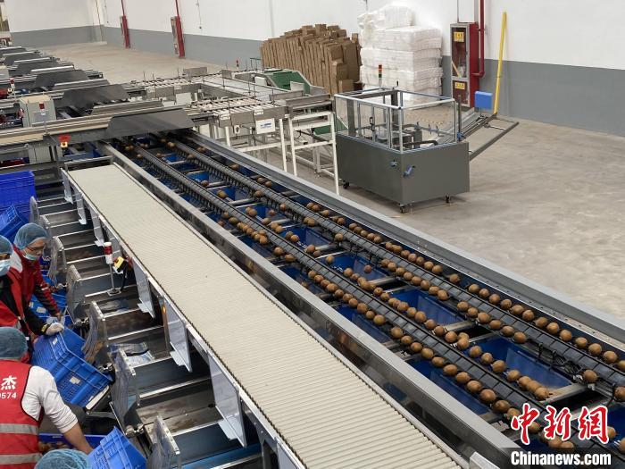 图为“智能链”中心武功仓的现代化自动分选猕猴桃设备。张一辰 摄 图为“智能链”中心武功仓的现代化自动分选猕猴桃设备。张一辰 摄