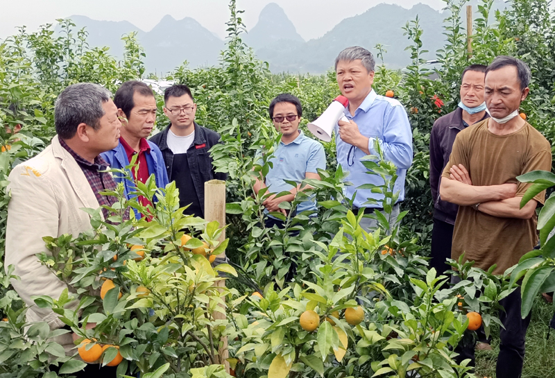 图为邓明学老师在柑橘种植地给群众进行现场讲解和指导。.jpg