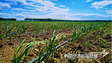 12.jpg?v=1691641176?v=1691641176?v=1691641176?v=1691641176