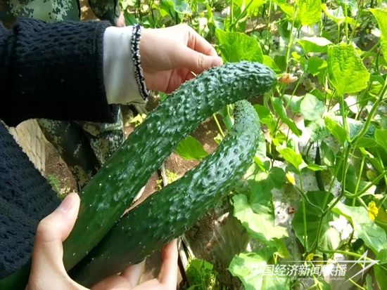 df1a70df0ebd92fb76e34c6a2edd26d.jpg?v=1695274819