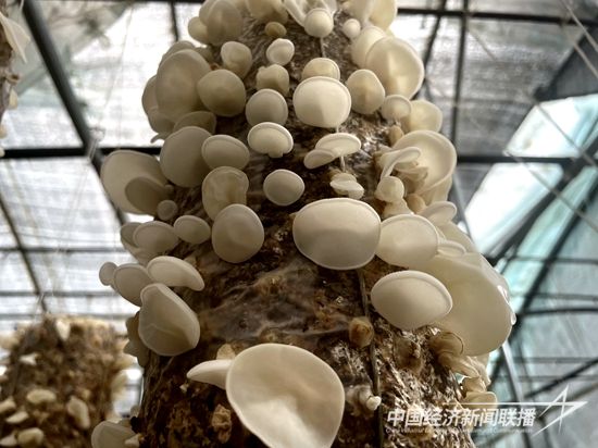 玉木耳 (2).jpg?v=1695274819