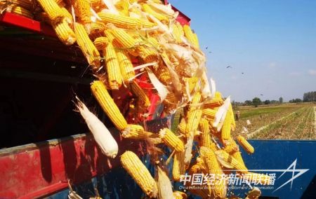 台安丰收2).jpg?v=1695734188