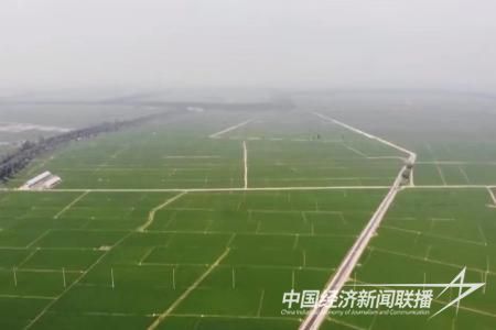 大石桥大米3.jpg?v=1700039420