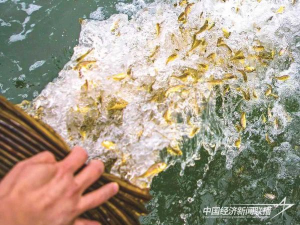 20231127大黄鱼3_new (1).jpeg