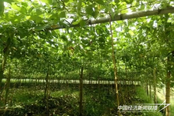 20231220 上杭蛟洋镇蛟洋村4.jpg?v=1703071092