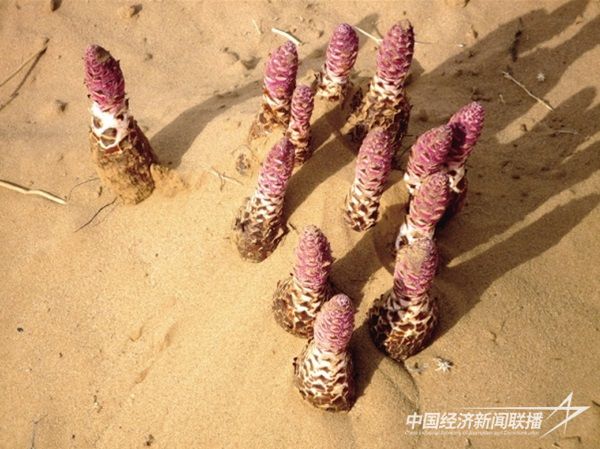 沙漠锁阳.jpg?v=1703081348