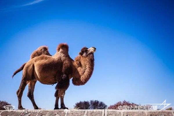 阿拉善双峰驼.jpg?v=1703084860