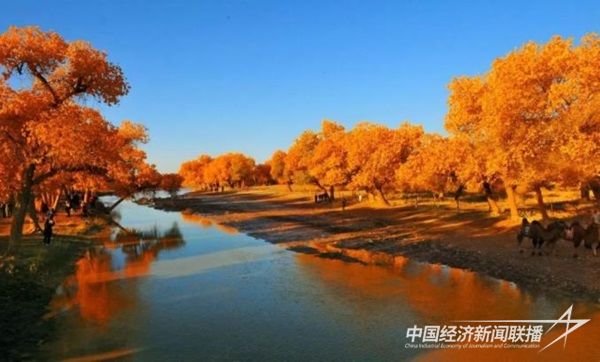 额济纳胡杨林.jpg?v=1703085647