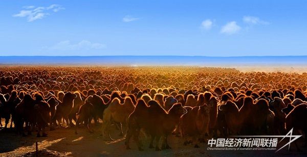 万峰骆驼文化节吉尼斯记录.jpg?v=1703085647