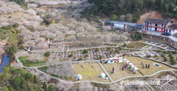 20231228  永泰李梅文化节1.jpg?v=1703752993