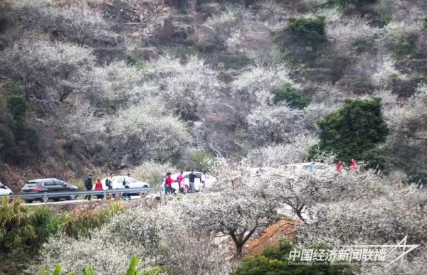 20231228 永泰李梅文化节3.jpeg