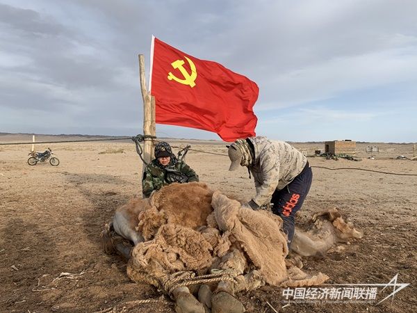 阿拉善盟额济纳旗马鬃山苏木志愿服务队帮助牧民依勒勒图剪驼毛.jpg?v=1703828328