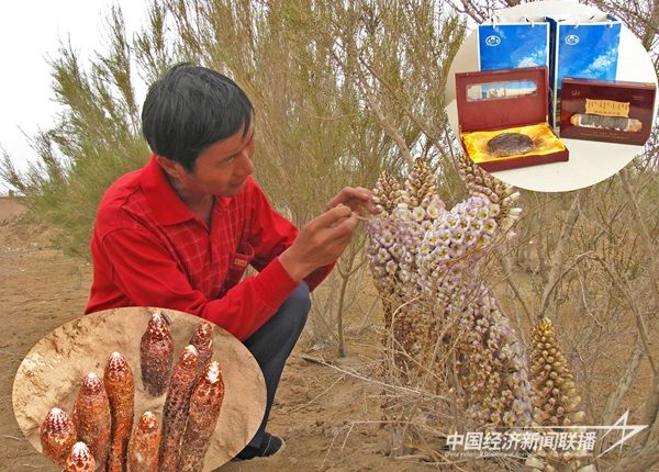 以嘎查村社区“党支部活力赛”为载体，扩大农牧民增收渠道，图为引导牧民人工种植肉苁蓉.jpg?v=1703847167