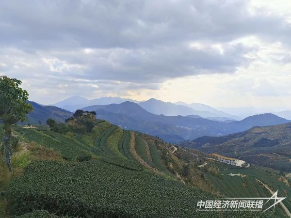 20240115 蔡克修&黄建军强强联手:探索“茶旅融合”新模式9.jpg?v=1705310814