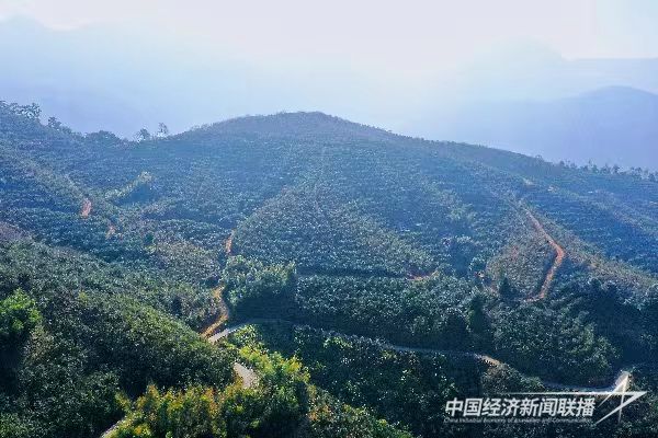 20240117 永泰连山村油茶分红6.jpg?v=1705558957