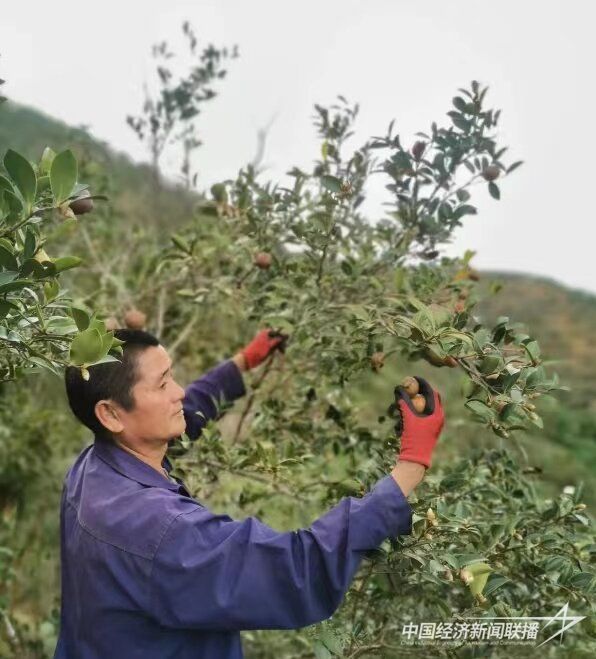 20240117 永泰连山村油茶分红5.jpg?v=1705558957