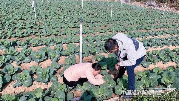 20240125 漳州科技职业学院开展高素质农民跟踪服务与指导4.jpg?v=1706152147