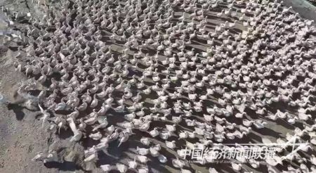 台安大鹅(1).jpg?v=1706606756