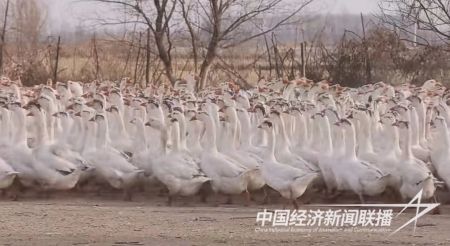 台安大鹅2).jpg?v=1706606756