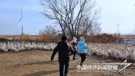 台安大鹅3).jpg?v=1706606756