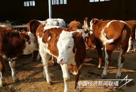 201806061651371847274.jpg?v=1708488183