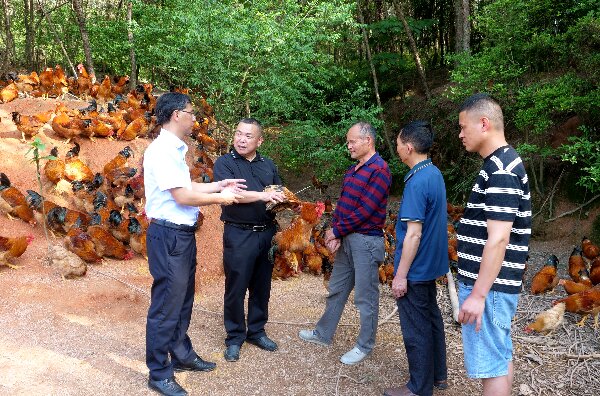 20240509  长汀：党建引领河田鸡产业高质量发展2.jpeg?x-oss-process=style/water