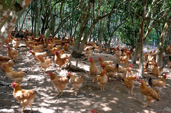 20240509  长汀：党建引领河田鸡产业高质量发展6.jpeg?x-oss-process=style/water